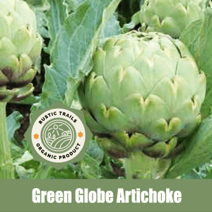 Green Globe Artichoke